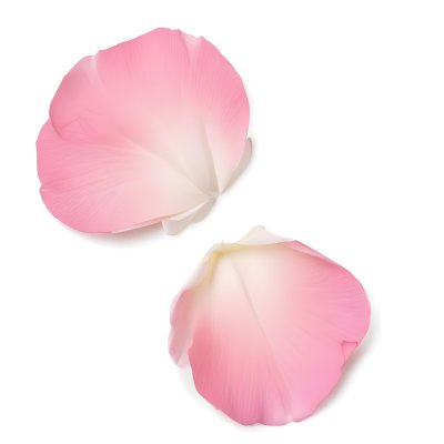 Two White Rose Petals With A Gradient From White To White Isolated On A Clean White Background Soft Lighting Macro Photography 10 E30a