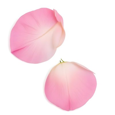 Two White Rose Petals With A Gradient From White To White Isolated On A Clean White Background Soft Lighting Macro Photography 12 03fe