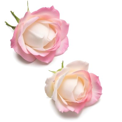Two White Rose Petals With A Gradient From White To White Isolated On A Clean White Background Soft Lighting Macro Photography 13 Fb15