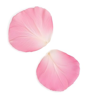 Two White Rose Petals With A Gradient From White To White Isolated On A Clean White Background Soft Lighting Macro Photography 17 A1e3
