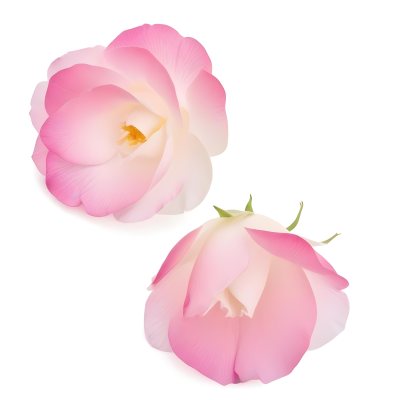 Two White Rose Petals With A Gradient From White To White Isolated On A Clean White Background Soft Lighting Macro Photography 19 D9b2