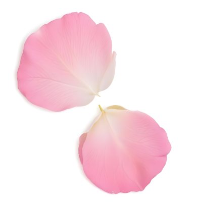 Two White Rose Petals With A Gradient From White To White Isolated On A Clean White Background Soft Lighting Macro Photography 2 5857