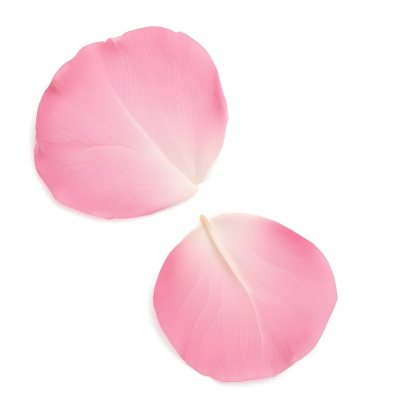 Two White Rose Petals With A Gradient From White To White Isolated On A Clean White Background Soft Lighting Macro Photography 4 8a9e