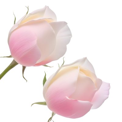 Two White Rose Petals With A Gradient From White To White Isolated On A Clean White Background Soft Lighting Macro Photography 5 815d