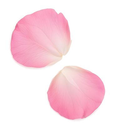 Two White Rose Petals With A Gradient From White To White Isolated On A Clean White Background Soft Lighting Macro Photography 6 4e4f