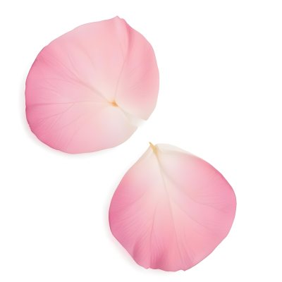 Two White Rose Petals With A Gradient From White To White Isolated On A Clean White Background Soft Lighting Macro Photography 8 03c2