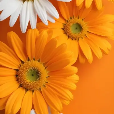 Yellow Sunflowers And White Daisies Against A Orange Background 84 B8f1