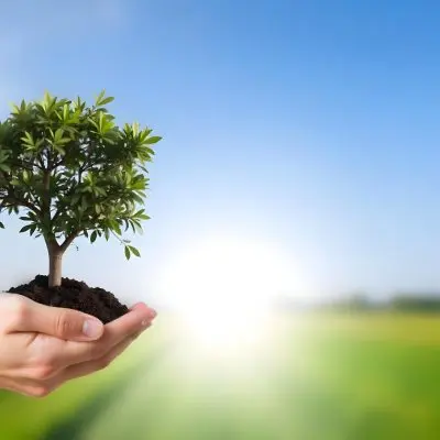 A Hand Holding A Small Tree With Green Leaves And Brown Soil With A Blurred Background Of A Road And A Blue Sky 14 15f7