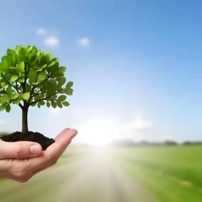 A Hand Holding A Small Tree With Green Leaves And Brown Soil With A Blurred Background Of A Road And A Blue Sky 15 79e4