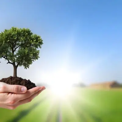A Hand Holding A Small Tree With Green Leaves And Brown Soil With A Blurred Background Of A Road And A Blue Sky 20 F669