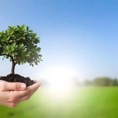 A Hand Holding A Small Tree With Green Leaves And Brown Soil With A Blurred Background Of A Road And A Blue Sky 28 B3b0