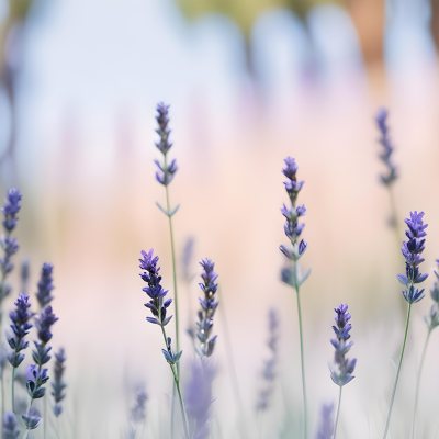 Lavender Flowers In A Field With A Soft Blurred Background 12 364d