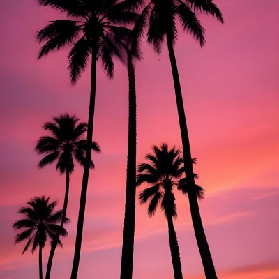 Silhouettes Of Palm Trees Against A Vibrant Pink And Orange Sunset Sky 88 4339