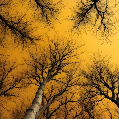 Bare Tree Branches Against A Vibrant Yellow Sky Creating An Abstract And Moody Autumn Scene 35 3f54