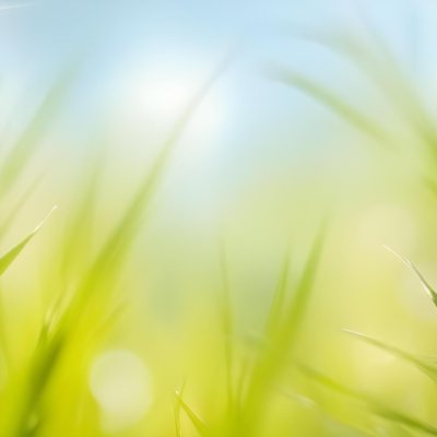 Blurred Green Grass And Foliage