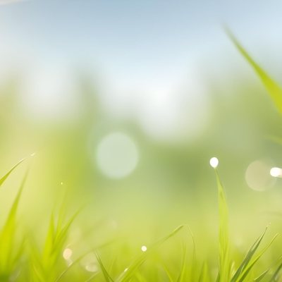 Blurred Green Grass And Foliage With A Bright Hazy Sky In The Background 13 D20b