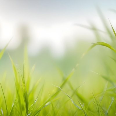 Blurred Green Grass And Foliage With A Bright Hazy Sky In The Background 19 C878