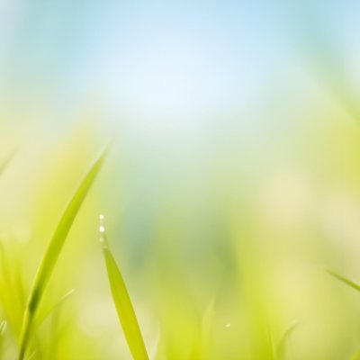 Blurred Green Grass And Foliage With A Bright Hazy Sky In The Background 22 A61f