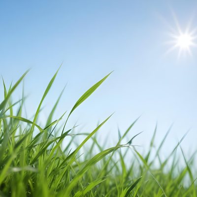 Blurred Green Grass Field With A Clear Blue Sky In The Background 16 0c7a