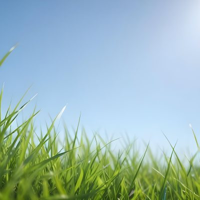 Blurred Green Grass Field With A Clear Blue Sky In The Background 7 0d87