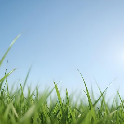 Blurred Green Grass Field With A Clear Blue Sky In The Background 8 Ead8