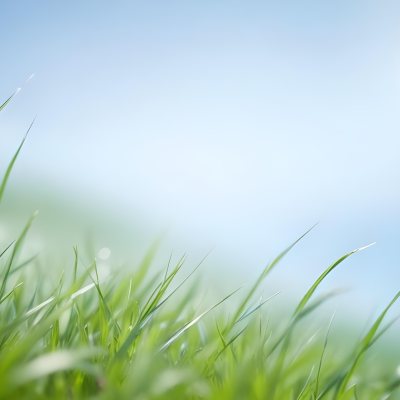 Blurred Green Grass Field With A Clear Blue Sky In The Background 9 12ee