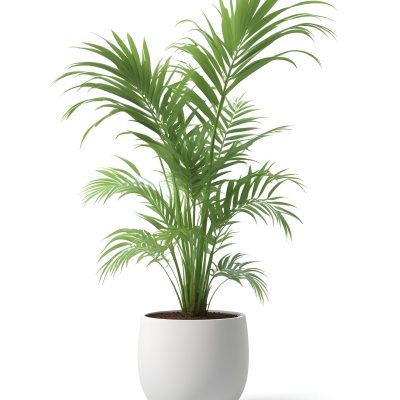 A Green Areca Palm Plant In A White Pot