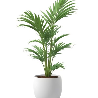 3d Model A Green Areca Palm Plant In A White Pot The Background Is Plain White The Plant Is Lush And Healthy The Pot Is Simple And Modern Figure Octane Render Volumetric Highly Detailed Videogame Aesthetic 12 E02e