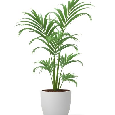 3d Model A Green Areca Palm Plant In A White Pot The Background Is Plain White The Plant Is Lush And Healthy The Pot Is Simple And Modern Figure Octane Render Volumetric Highly Detailed Videogame Aesthetic 23 8758
