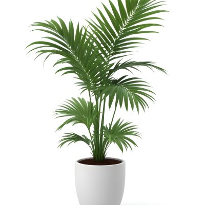 3d Model A Green Areca Palm Plant In A White Pot The Background Is Plain White The Plant Is Lush And Healthy The Pot Is Simple And Modern Figure Octane Render Volumetric Highly Detailed Videogame Aesthetic 3 51db