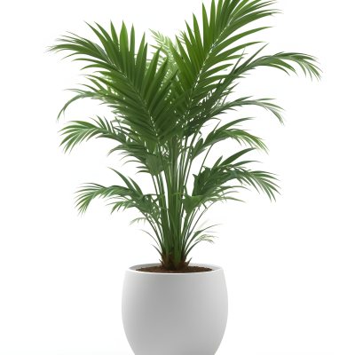 3d Model A Green Areca Palm Plant In A White Pot The Background Is Plain White The Plant Is Lush And Healthy The Pot Is Simple And Modern Figure Octane Render Volumetric Highly Detailed Videogame Aesthetic 7 4998