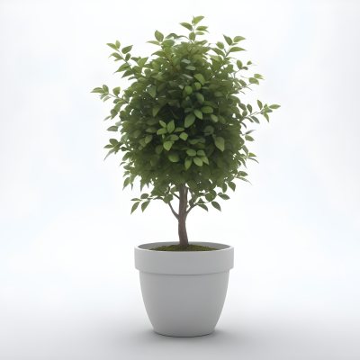 3d Model A Small Tree With Green Leaves In A White Pot The Background Is Gray The Lighting Is Soft And Diffused The Composition Is Simple And Clean Figure Octane Render Volumetric Highly Detailed Videogame Aesth 13 9e7e