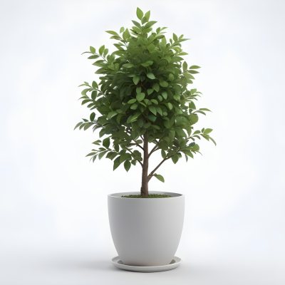 3d Model A Small Tree With Green Leaves In A White Pot The Background Is Gray The Lighting Is Soft And Diffused The Composition Is Simple And Clean Figure Octane Render Volumetric Highly Detailed Videogame Aesth 3 4c9d