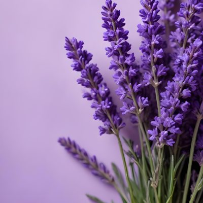 A Bouquet Of Purple Lavender Flowers Against A Soft Purple Background 3 1d94