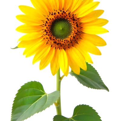 A Bright Yellow Sunflower With Green Leaves Against A White Background 6 Ea42