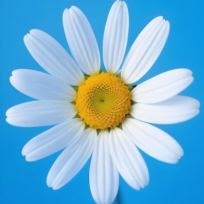 A Close Up Of A White Daisy Flower With Blue Center Against A Bright Blue Background 1 54e9
