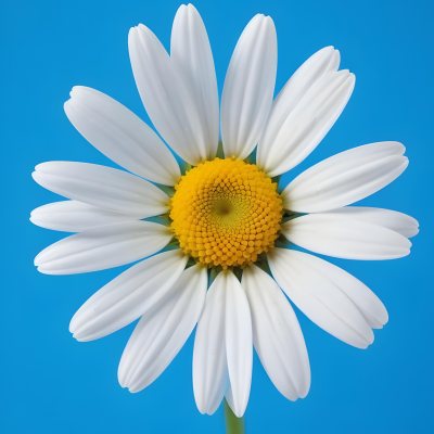 A Close Up Of A White Daisy Flower With Blue Center Against A Bright Blue Background 12 0d18