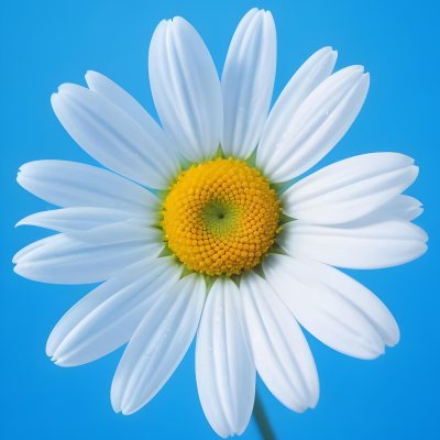 A Close Up Of A White Daisy Flower With Blue Center Against A Bright Blue Background 21 86c1
