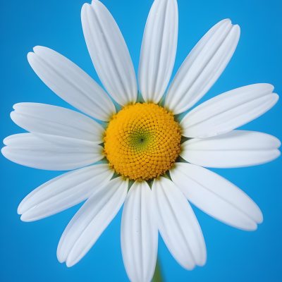A Close Up Of A White Daisy Flower With Blue Center Against A Bright Blue Background 22 C82b