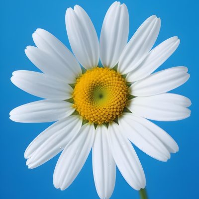 A Close Up Of A White Daisy Flower With Blue Center Against A Bright Blue Background 26 C01c