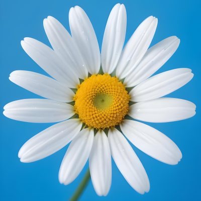 A Close Up Of A White Daisy Flower With Blue Center Against A Bright Blue Background 27 915f