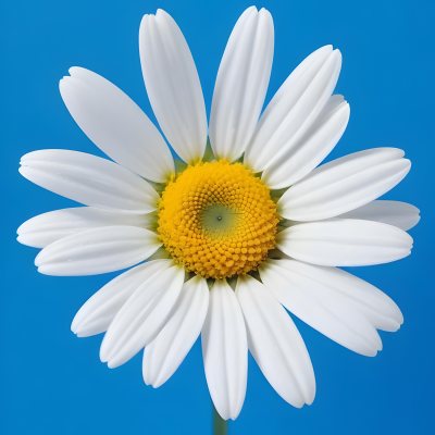 A Close Up Of A White Daisy Flower With Blue Center Against A Bright Blue Background 28 6d6d