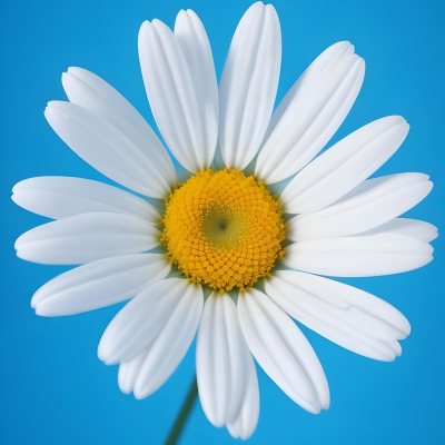 A Close Up Of A White Daisy Flower With Blue Center Against A Bright Blue Background 4 9aea