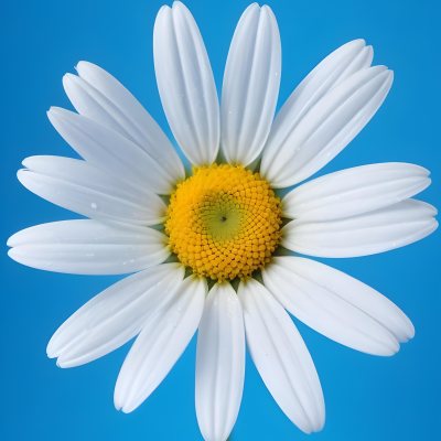 A Close Up Of A White Daisy Flower With Blue Center Against A Bright Blue Background 6 914f