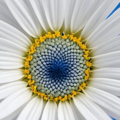 A Close Up Of A White Daisy Flower With Blue Center Against A Bright Blue Background 8 7c17