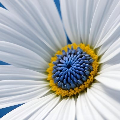 A Close Up Of A White Daisy Flower With Blue Center Against A Bright Blue Background 9 8392