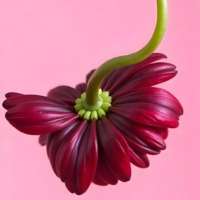 A Dark Red Flower With A Red Stem The Flower Is Upside Down The Background Is Pink Studio Shot Macro Photography High Resolution 21 19a4
