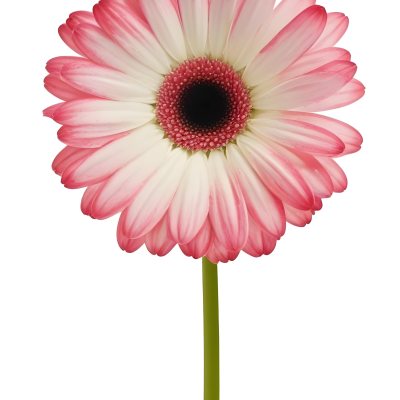 A Pink And White Gerbera Daisy With A Green Center On A White Stem Isolated On A Green Background 2 D2dc