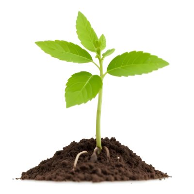 A Young Green Plant Sprouting From Soil With Several Fresh Leaves 13 7567