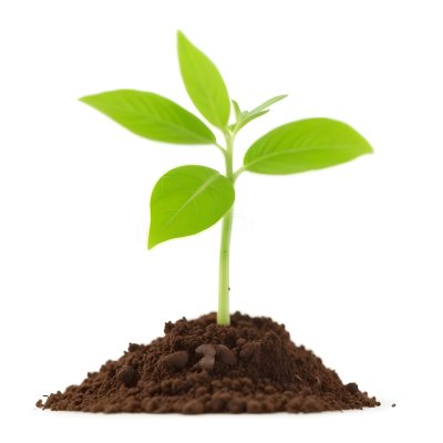 A Young Green Plant Sprouting From Soil With Several Fresh Leaves 19 Ab4d